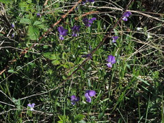 Viola etrusca