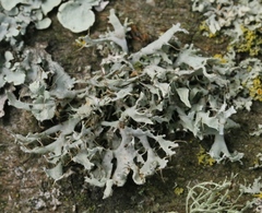 Heterodermia leucomelos