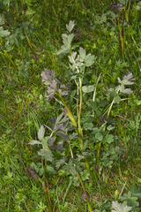 Thalictrum flavum