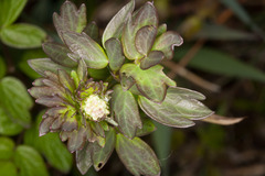 Thalictrum flavum