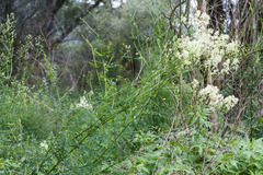 Thalictrum flavum