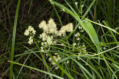 Thalictrum flavum