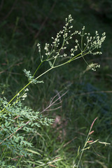 Thalictrum flavum