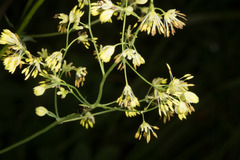 Thalictrum flavum