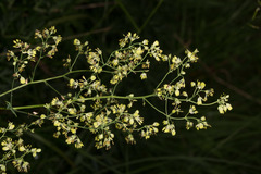 Thalictrum flavum