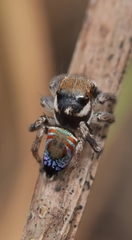 Maratus ottoi
