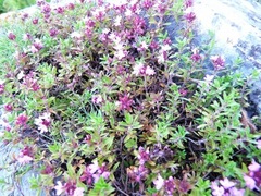 Thymus punctulosus