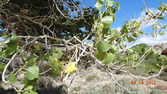 Populus fremontii fremontii