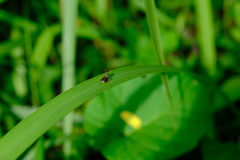 Lipotriches ceratina