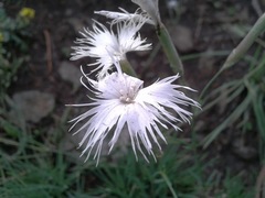 Dianthus acicularis