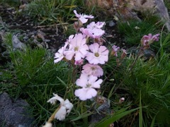 Silene linnaeana