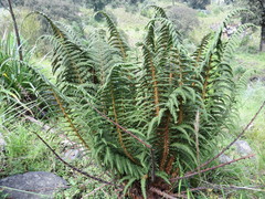 Polystichum speciosissimum