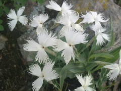 Dianthus acicularis