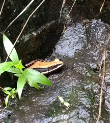 Hydrophylax bahuvistara