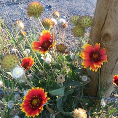 Gaillardia × grandiflora