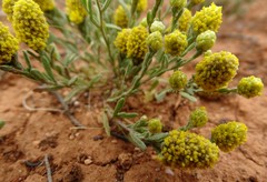 Angianthus tomentosus