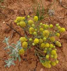 Angianthus tomentosus