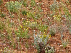 Angianthus tomentosus