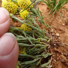 Angianthus tomentosus
