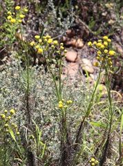 Senecio chrysocoma