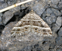 Chrysolarentia subrectaria