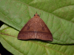 Ugia serrilinea