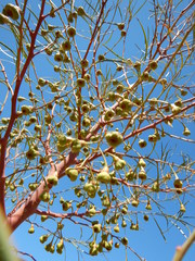 Codonocarpus pyramidalis