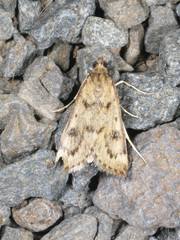 Achyra nigrirenalis