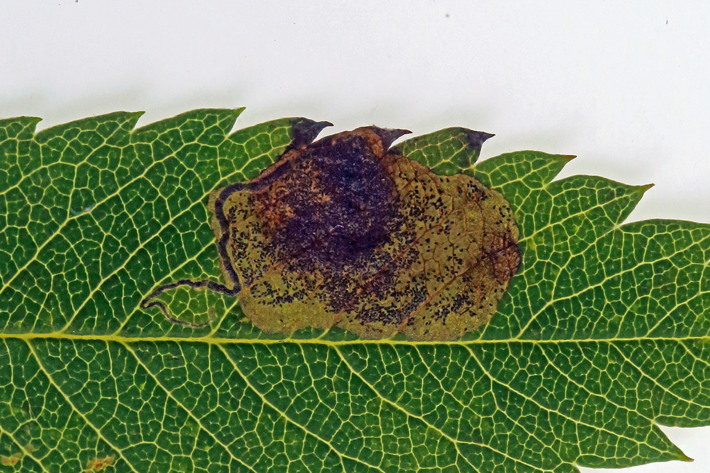 Barred Rowan Pigmy