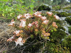 Sedum goldmanii