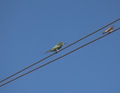 Merops persicus