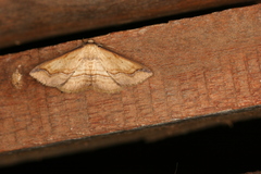 Campatonema lineata