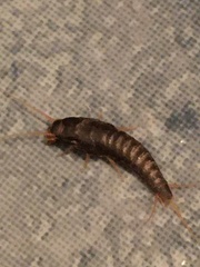 Lepisma