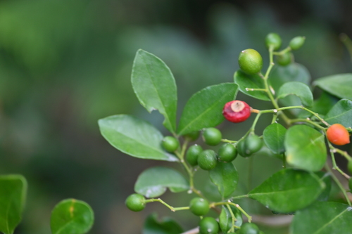 Murraya paniculata