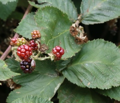 Candicantes