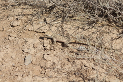 Trapelus sanguinolentus