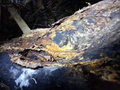 Pachyrhamma unicolor