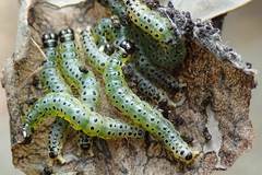 Hyalobathra micralis