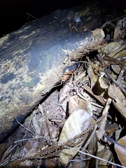 Pachyrhamma unicolor