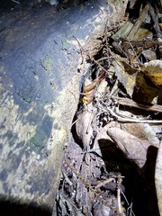 Pachyrhamma unicolor