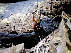 Pachyrhamma unicolor