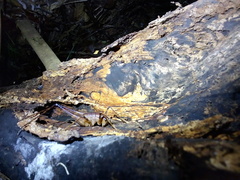 Pachyrhamma unicolor