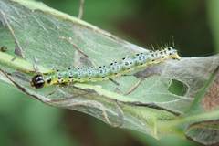 Hyalobathra micralis