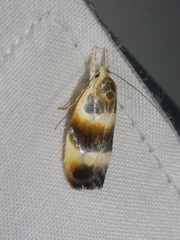 Piloprepes anassa