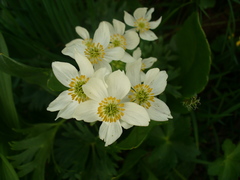Anemonastrum biarmiense