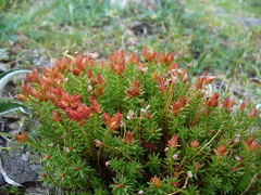 Rhodiola quadrifida