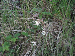 Silene italica