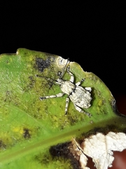 Brachyolus punctatus