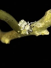 Brachyolus punctatus