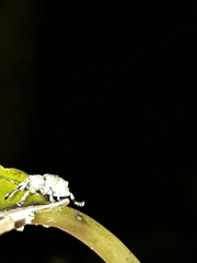 Brachyolus punctatus